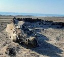 "Дракон? Крокодил?": в соцсетях гадают, чьи останки выбросило на берег в Александровске-Сахалинском 