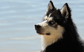 Общество