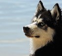 Правительство поддержало законопроект о запрете выгула опасных собак детьми