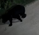 Медведь подошел вплотную к жилым домам в Охе