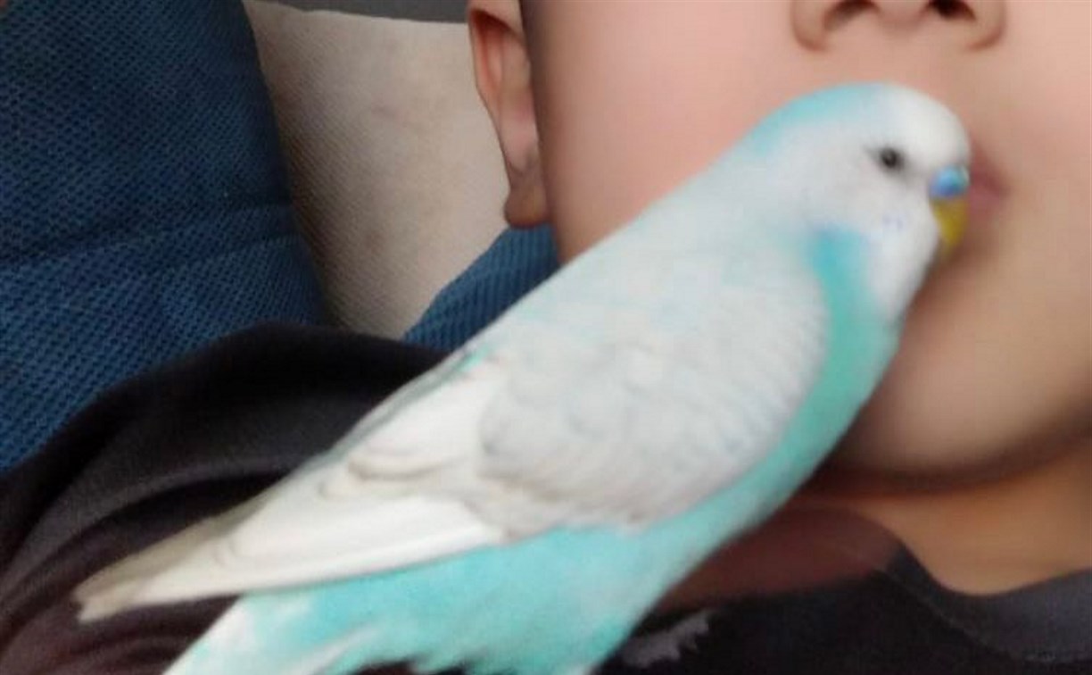 Сахалинцев просят помочь найти голубого попугая 