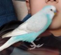 Сахалинцев просят помочь найти голубого попугая 