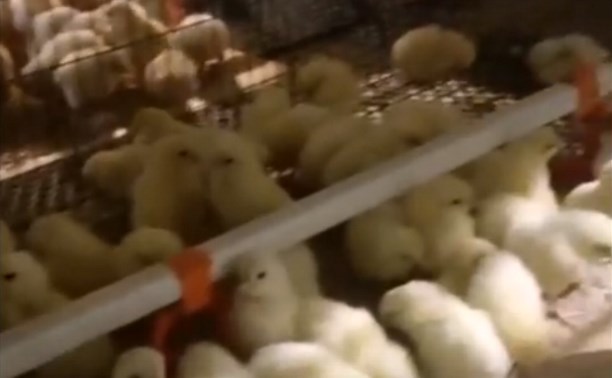 Красивые, здоровые яйца вернулись: директор птицефабрики "Островной" рассказал хорошие новости