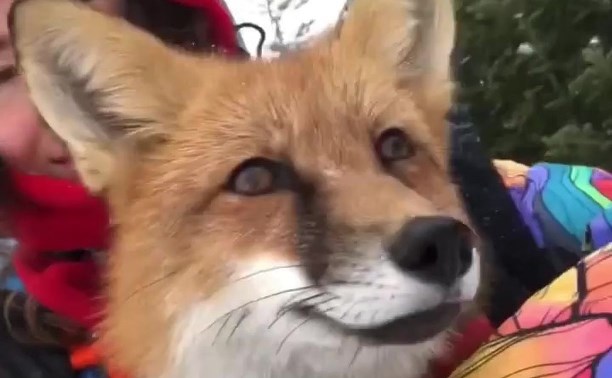 Видео катающейся по склонам "Горного воздуха" лисы набирает лайки в Instagram
