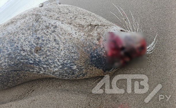 Мёртвого морского котика с дырой в голове обнаружили на пляже сахалинцы