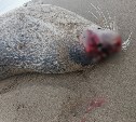 Мёртвого морского котика с дырой в голове обнаружили на пляже сахалинцы