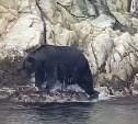 Возле маяка Анива сняли купающегося медведя
