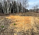 Руководитель предприятия на Сахалине попал под уголовную статью за незаконную вырубку деревьев 