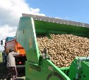 Объем производства сельхозпродукции на Сахалине превысил 10 миллиардов рублей