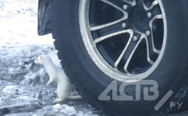 Приключения горностая в Северо-Курильске: поработал автомехаником и "победил" большую рыбину