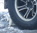 Приключения горностая в Северо-Курильске: поработал автомехаником и "победил" большую рыбину