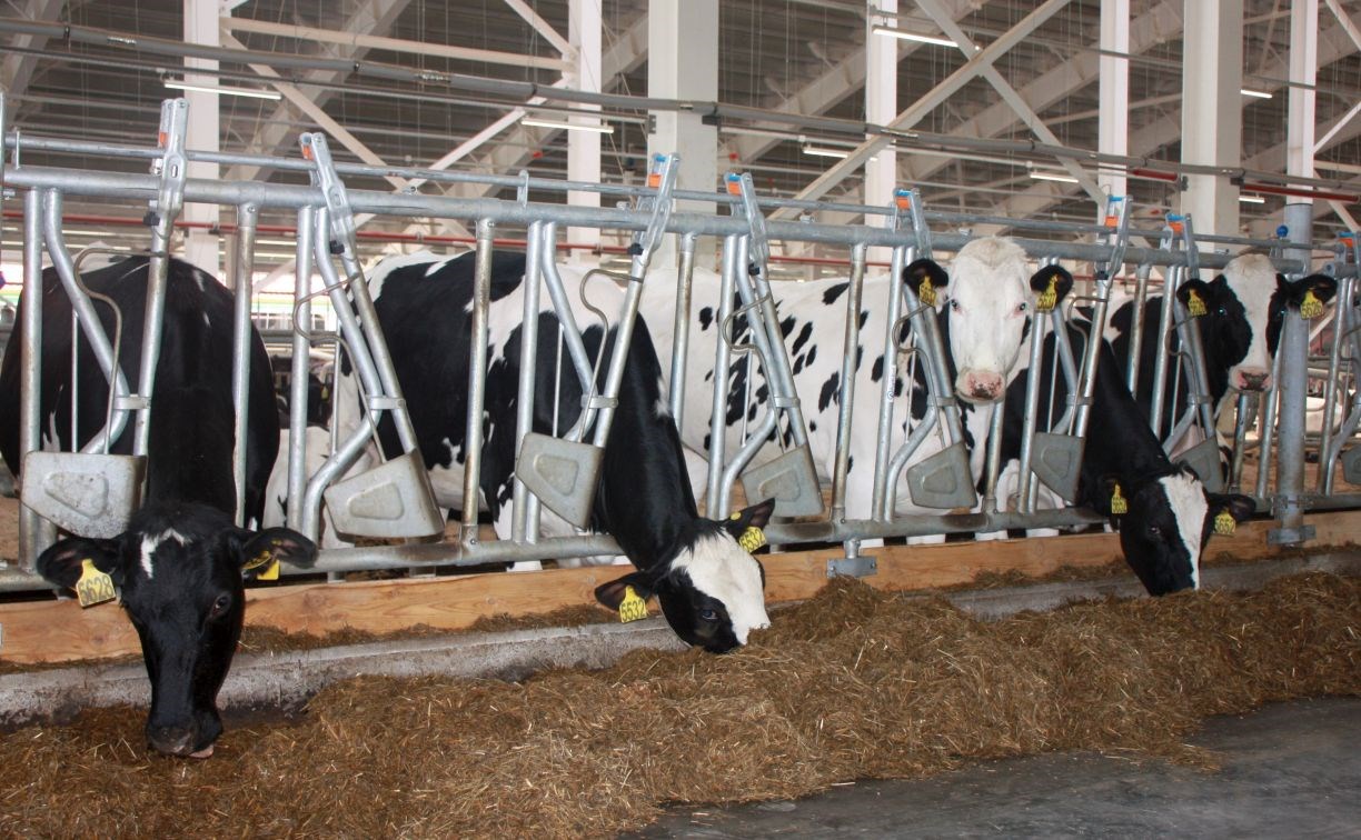 На Сахалине резидент ТОР на треть увеличил производство сырого молока