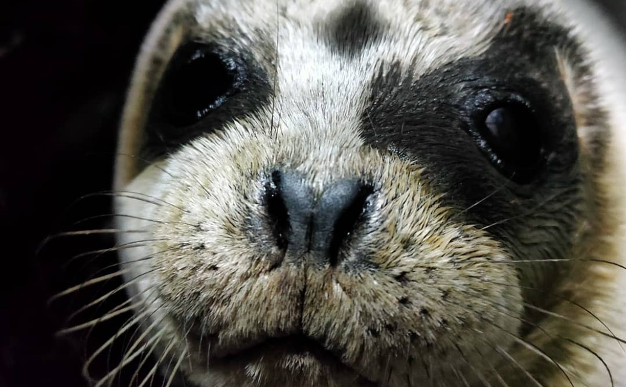 "Сопротивлялся спасению": на Сахалине тюлень пополз в лес на глазах у изумлённых людей и дикой лисы