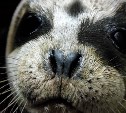 "Сопротивлялся спасению": на Сахалине тюлень пополз в лес на глазах у изумлённых людей и дикой лисы
