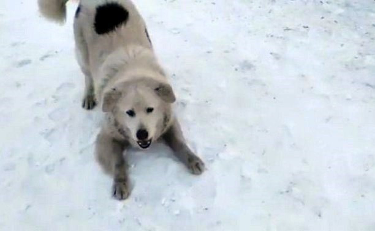Полиция: действия избитого сахалинского отловщика собак были законными