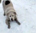 Полиция: действия избитого сахалинского отловщика собак были законными