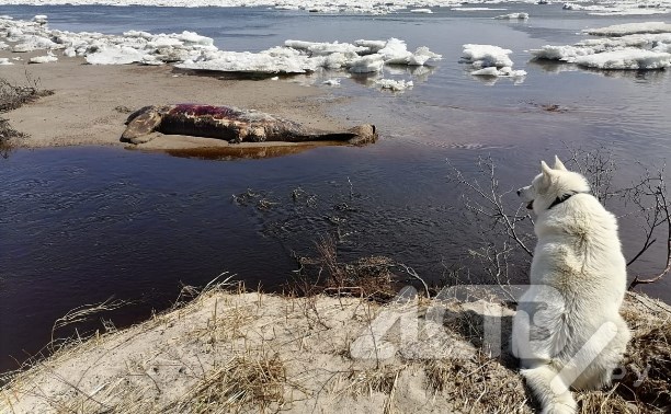 В Ногликах на берег выбросило нечто длиной около 4 метров