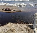 В Ногликах на берег выбросило нечто длиной около 4 метров