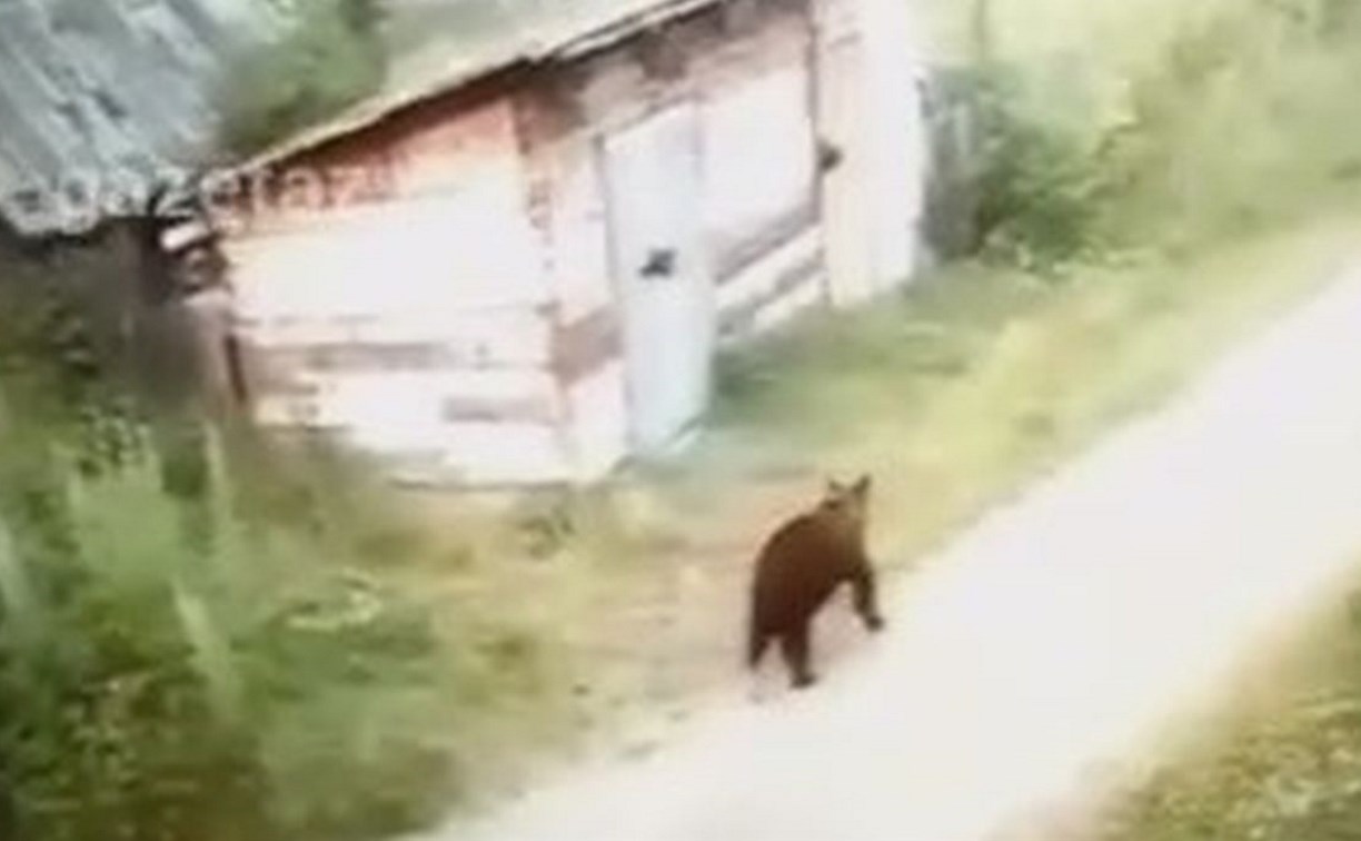 Энергичная пробежка медведя по сахалинскому селу попала на видео
