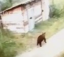 Энергичная пробежка медведя по сахалинскому селу попала на видео