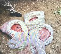 Трое сахалинцев незаконно добыли 78 кг икры горбуши на 2,1 млн рублей