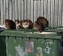 Очевидцы: сотрудники базы в Троицком разрушили будку для кошек и перекрыли им доступ в тепло