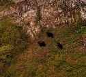 Будто из сказки: три медведя попали в объектив камеры на пике Смелом
