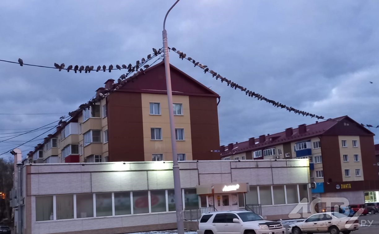 "Гирлянду" из голубей наблюдали в центре Южно-Сахалинска
