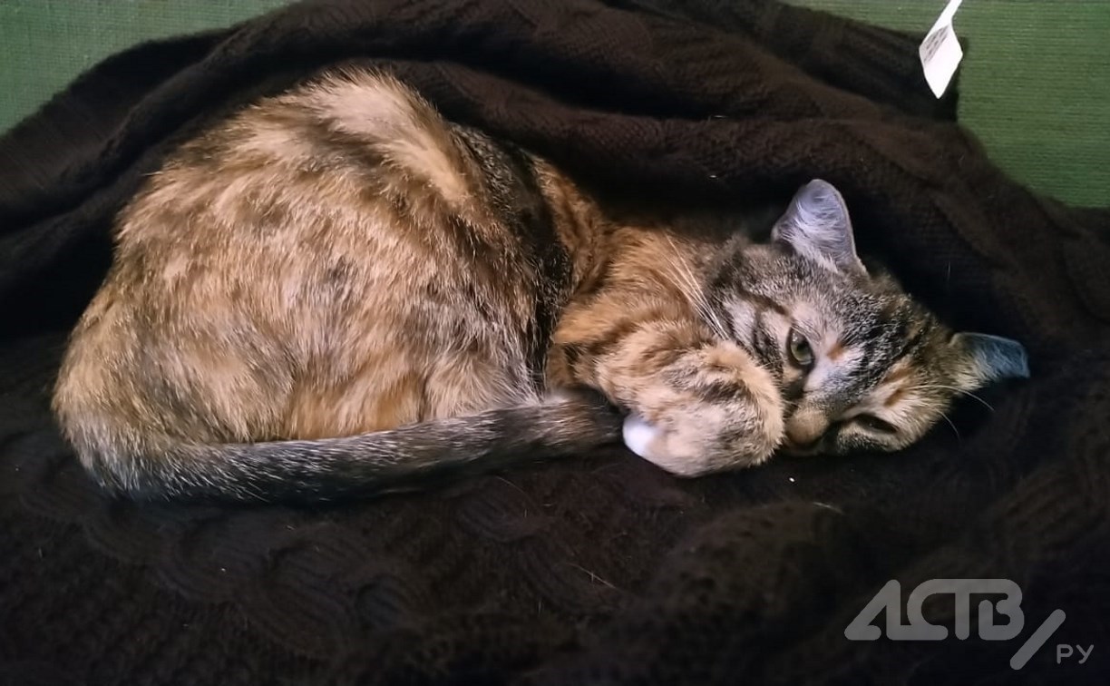 Часть Южно-Сахалинска в пятницу останется без отопления 