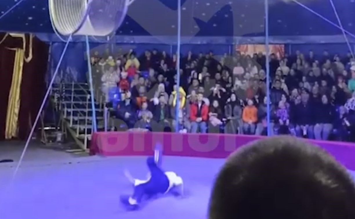 Акробат упал с "Колеса смерти" во время представления в Приморье