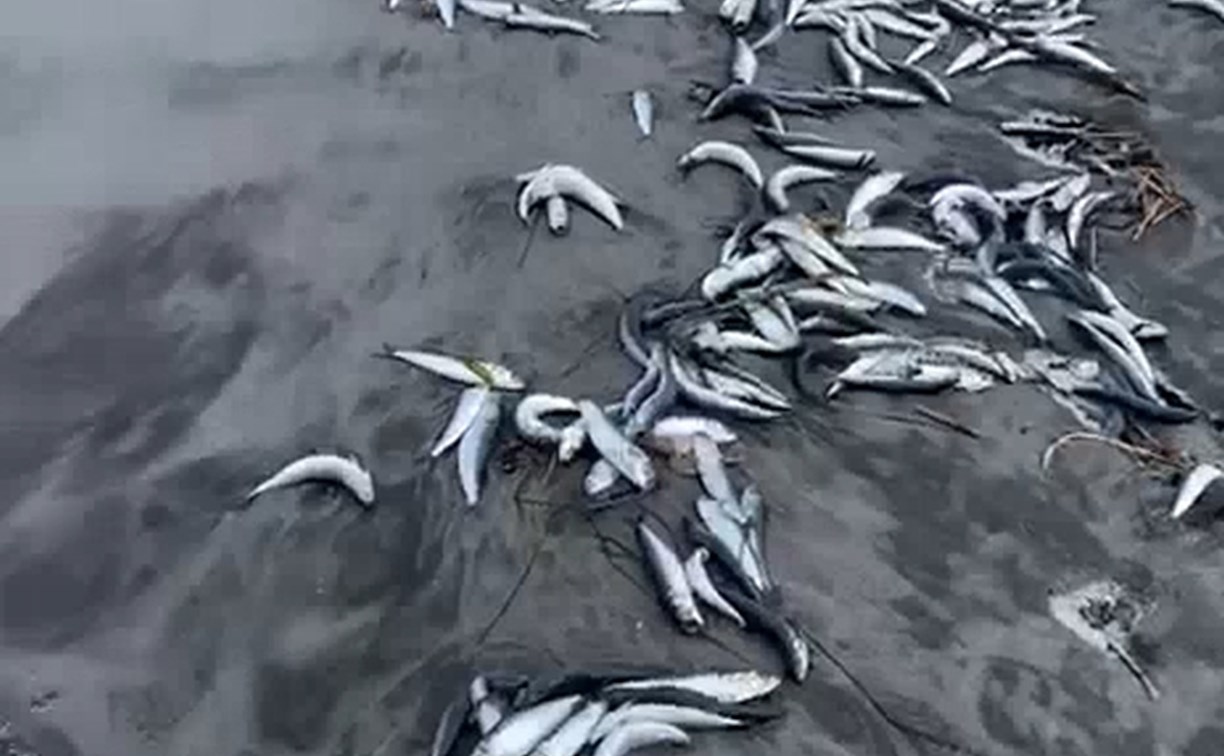 Берега Итурупа завалило рыбой