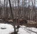 Очевидцы: за "Кристаллом" в Южно-Сахалинске вырубили остатки леса