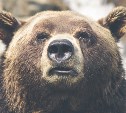 "Люди боятся на остановку идти": медведь несколько дней пугает жителей СНТ у карьера Известковый