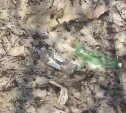 Невозможно достучаться до людей: побережье реки Еланьки в Южно-Сахалинске снова завалили мусором
