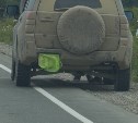"Бросил сбитую собаку и уехал": сахалинка рассказала об инциденте в Охотском