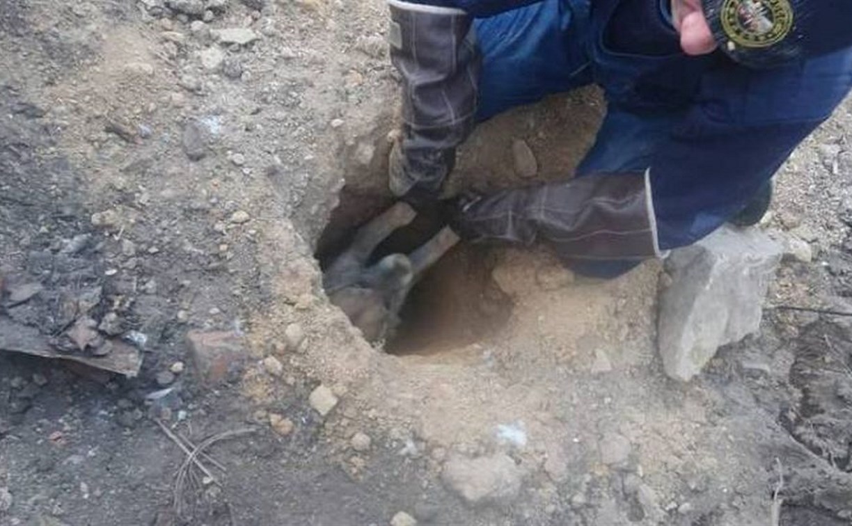 Щенок провалился в глубокую яму в Находке