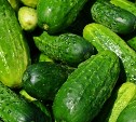 "Почему привезённые с Сахалина огурцы дешевле, чем наши местные?"