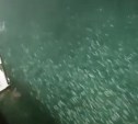 Нашествие кальмаров заметили у берегов Сахалина