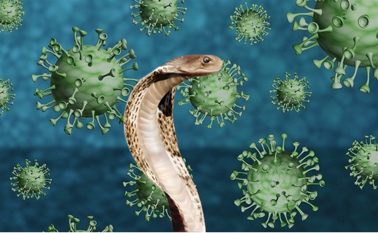 Российские учёные нашли способ подавить коронавирус с помощью змеиного яда