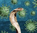 Российские учёные нашли способ подавить коронавирус с помощью змеиного яда