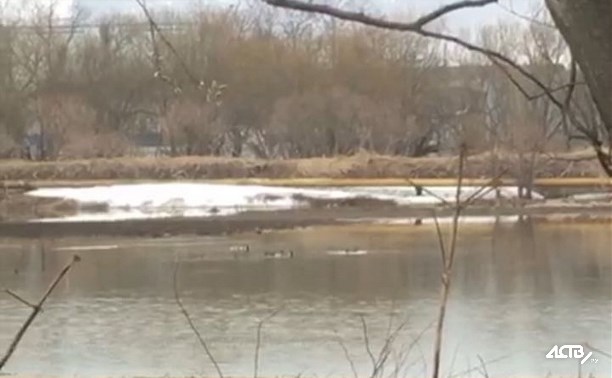 На одном из полей в Южно-Сахалинске плавают утки