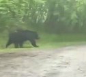 "Он вообще отмороженный": крупный медведь перегородил дорогу рыбакам на Сахалине
