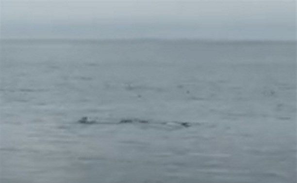 Две косатки попали в сети в Углегорском районе