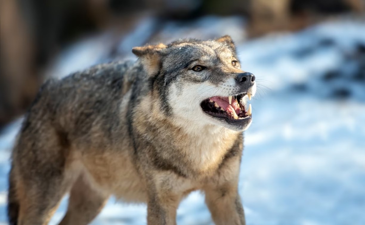 Сахалинские охотоведы выехали в район, где волки напали на стадо домашних оленей