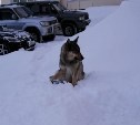 На Сахалине спасли беременную собаку с капканом на лапе