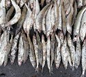 В Поронайске задержали пятерых браконьеров с сачками, лодкой и тысячами корюшек