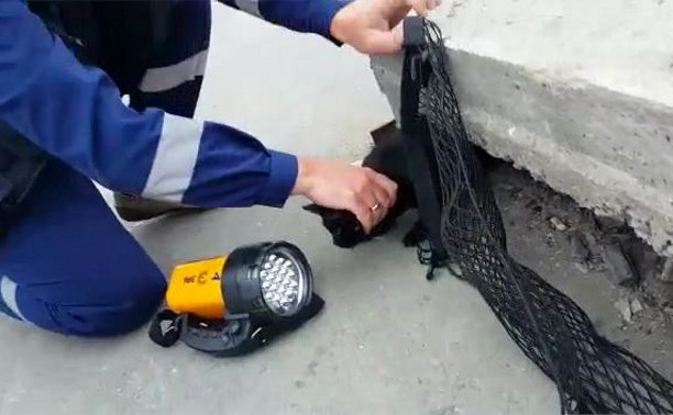 Кошку из-под бетонной плиты вытащили спасатели Южно-Сахалинска