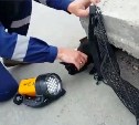 Кошку из-под бетонной плиты вытащили спасатели Южно-Сахалинска
