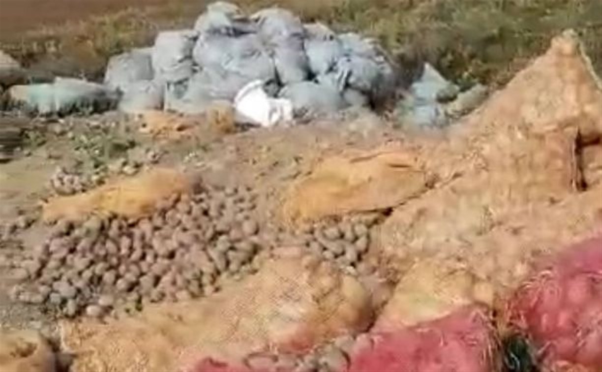 Загадочное появление и исчезновение в лесу "кладбища" картошки расследовали на Сахалине