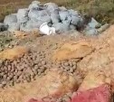 Загадочное появление и исчезновение в лесу "кладбища" картошки расследовали на Сахалине